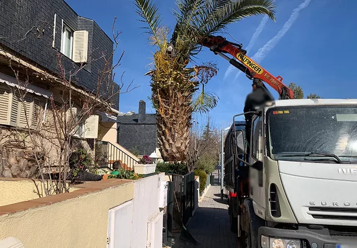 Camión retirando palmera