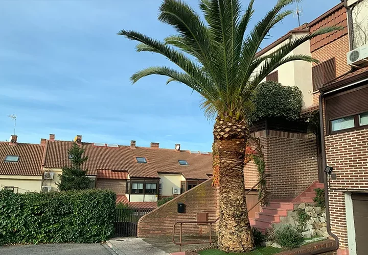 Poda de palmera